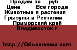 Продам за 50 руб. › Цена ­ 50 - Все города Животные и растения » Грызуны и Рептилии   . Приморский край,Владивосток г.